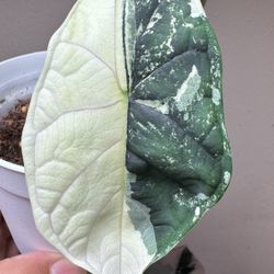 Alocasia Dragon Scales Albo