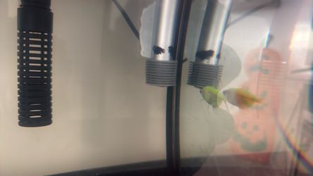 Free glow fish and African dwarf frog stay both smalll