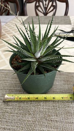 Haworthia Zebra