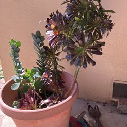 Aeonium Large Plant/ Mixed 