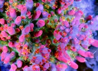 Vivid confetti acro acropora coral