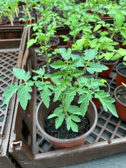 Tomato Plants