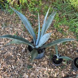 Agave Americana Blue Form. 