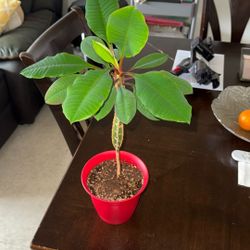 Madagascar Jewel Plant 