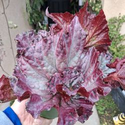 Rex Begonia "Raspberry Crush " Plant $35