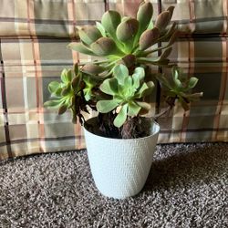 Succulent Plant