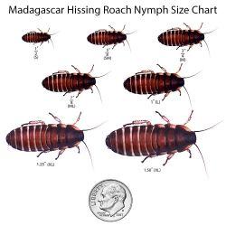 madagascar hissing cockroaches 