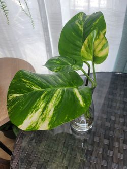 Giant Hawaiian golden Pothos 