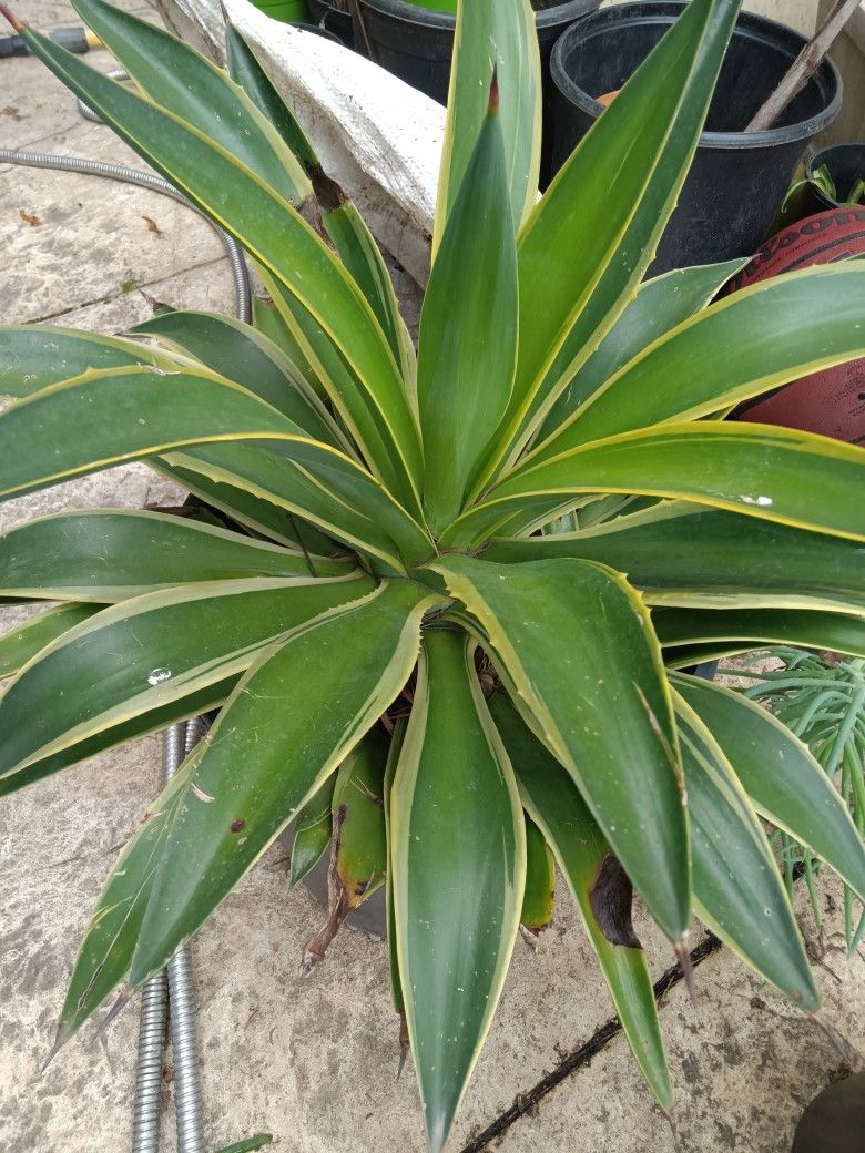 Agave Plants In 5 Gal Pots