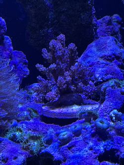 Reef Assorted Corals Cheap! $20 & Up