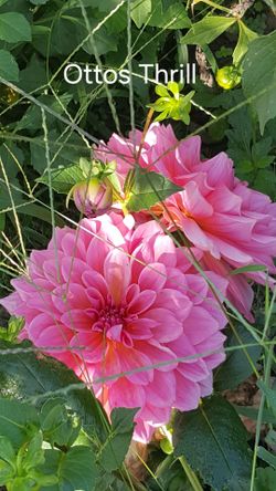 Dahlia Plants Dinnerplate Otto Thrill $5 each