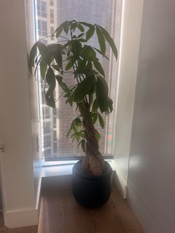 Money tree