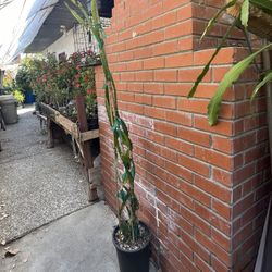 HUGE Dragon Fruit! Purple Haze / Red Flesh / Mexican Veriety 