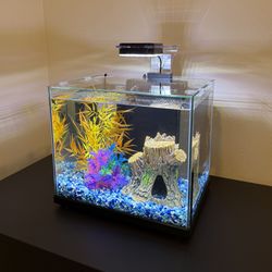 Small Fish Aquarium | READ BELOW