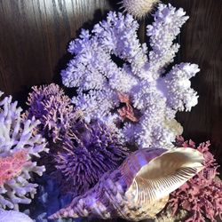 Real coral