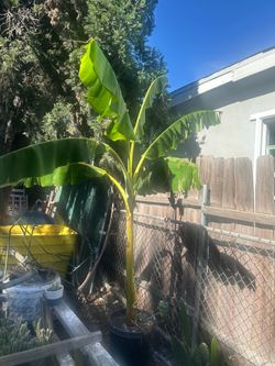 banano tabasco