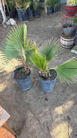 Mexican Palms