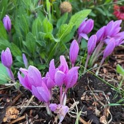 Fall Crocus Plants