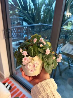 Rob’s Vanilla Trail Trailing African Violet Starter Plant