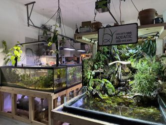 Aquarium And Terrarium Plants