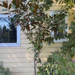Magnolia Tree