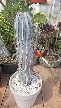 Hybrid Euphorbia