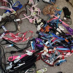 2000$ Worth Of Dog Leashes Collars Outfits Harnesses Etc For 600$