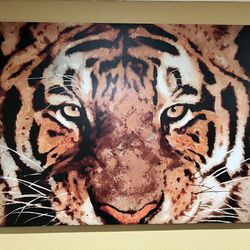Tiger Canvas Picture