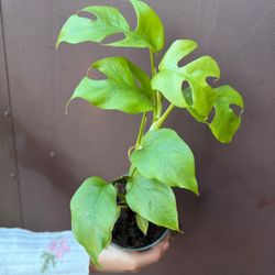 4” raphidophora tetrasperma 