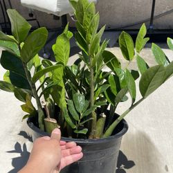 Indoor/shade Plant 12in Zz