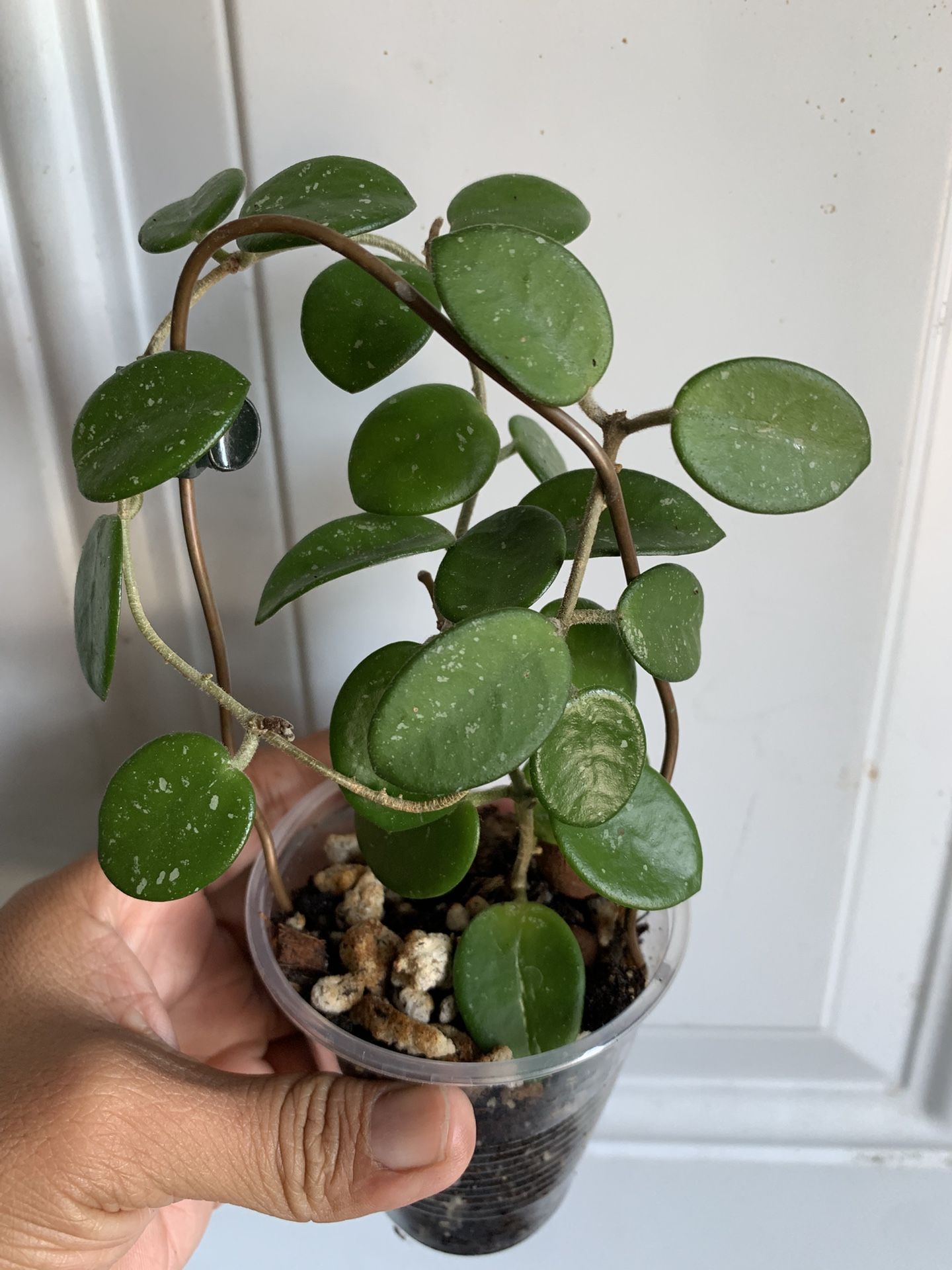 hoya mathilde splash