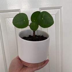 Beautiful Pilea Plant With Pot