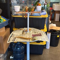 Conure And Parrot Bird Stand. Birds