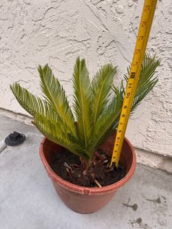 Sago Palm Live Plant in Pot