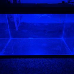 10 Gallon Tank 