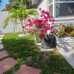 Bougainvillea glabra