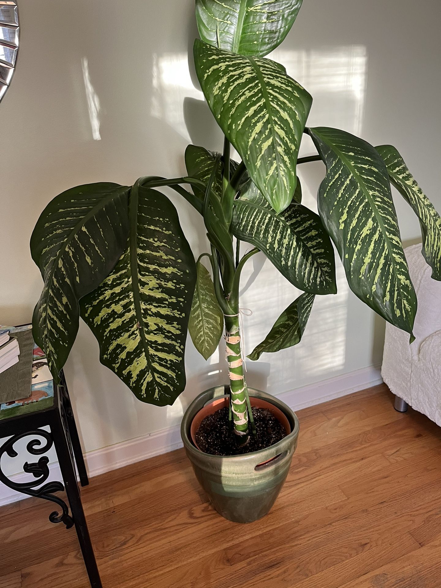 Gorgeous Healthy Plant In Green Ceramic Planter