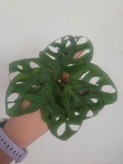 Monstera Adansonii Plant Cuttings