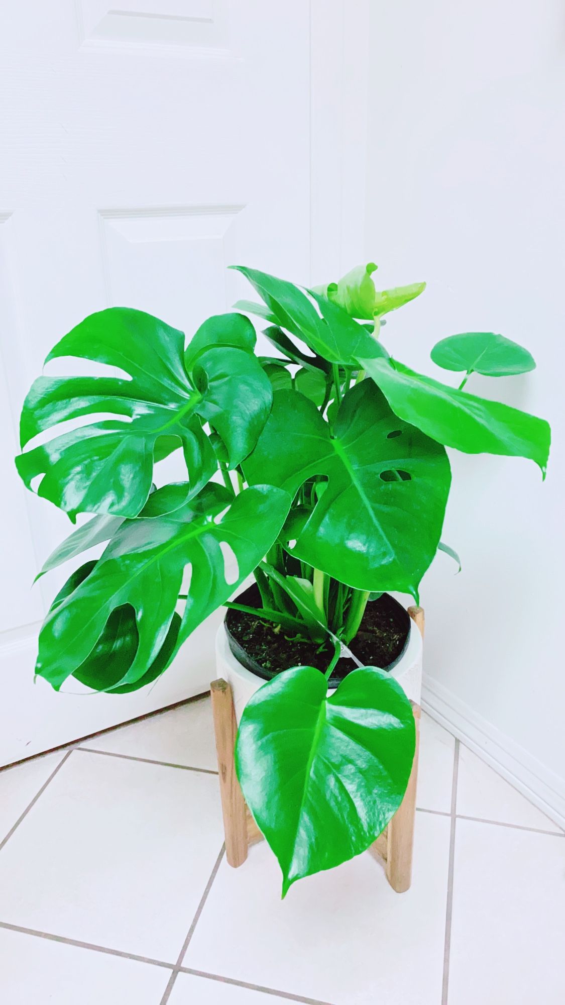 Beautiful Monstera Deliciosa Plants - 11” Nursery Container - Plant Only - Ceramic Pot Not Including