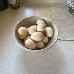 Fresh Free Range Eggs For Sale