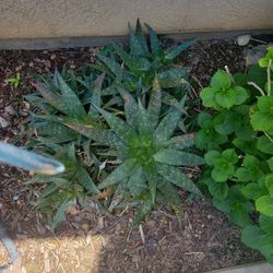 Aloe Plants Buy 1 Get 2 Free