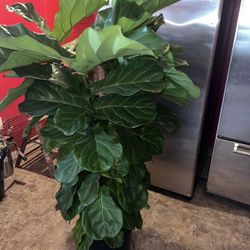 Fiddle Plant