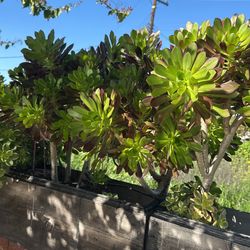 Succulent Cuttings Available