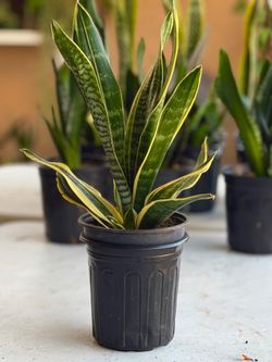 Birds nest Sansevieria Laurentii Snake Plant