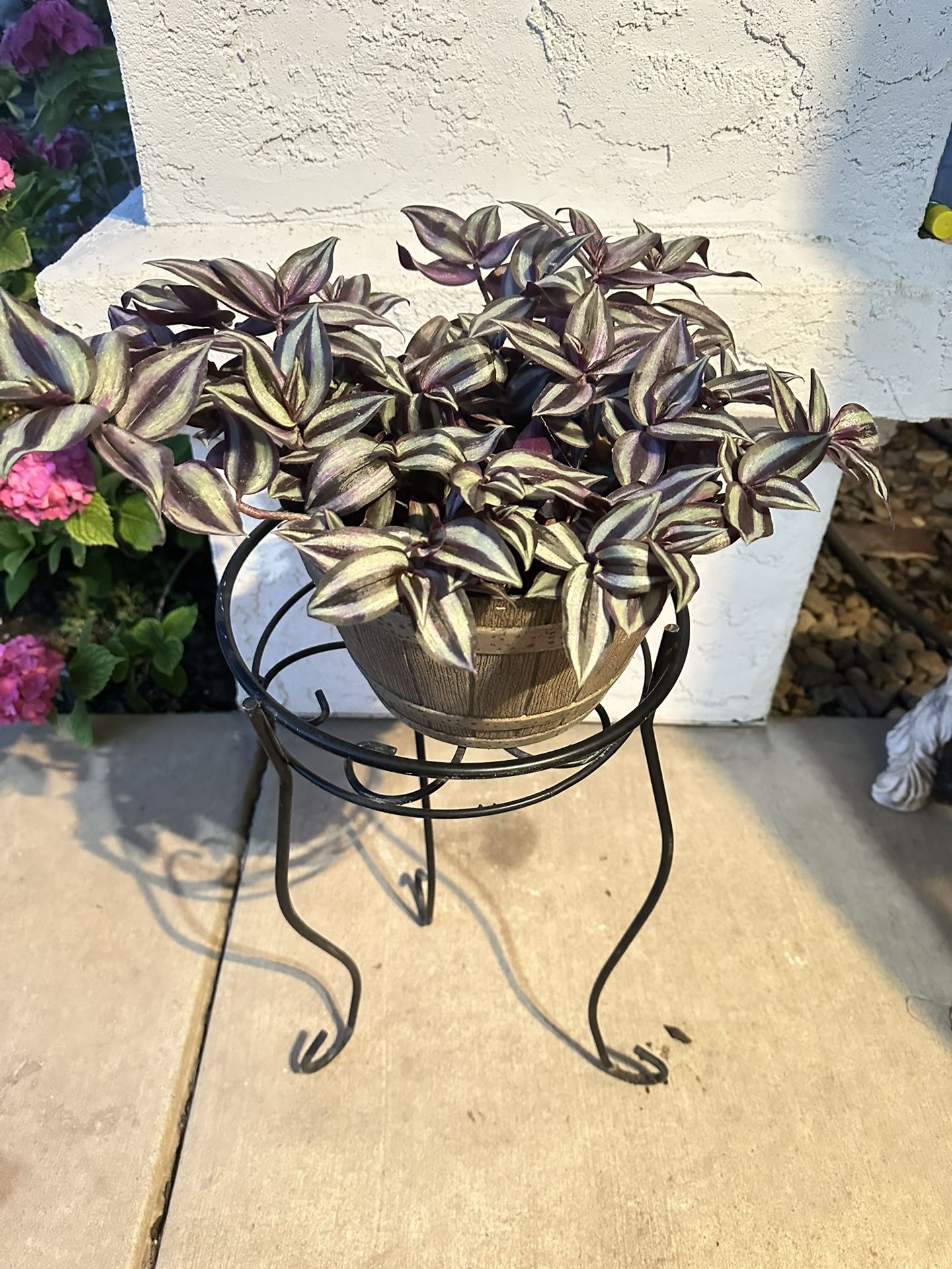 Big Tradescantia Plant