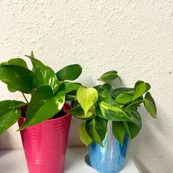 Indoor Plants