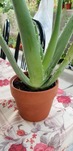 Aloe vera Healthy and best air purifying house plant in the new pot