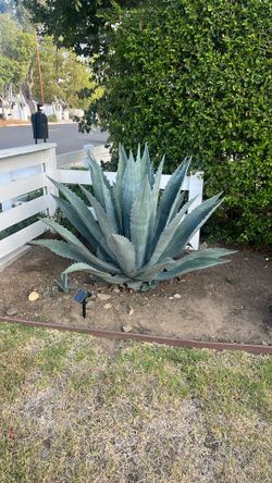 Succulents