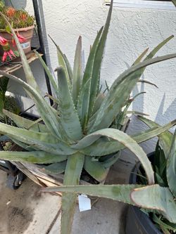 Huge/aged  Medicinal Aloe Vera Plant(39” Tall) In 18”square Wooden Box