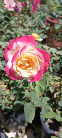 Rose plants 🌹